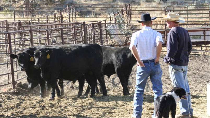 Farm and Ranch Livestock Farm and Ranch Livestock